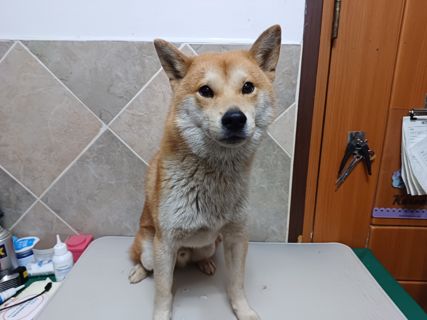 행복한동물병원_445464202302004